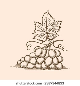 Esbozo de uva. ilustración del esquema de uva dibujada a mano. Dibujo vectorial de uva. Uvas aisladas en el fondo. ilustración vectorial. dibujo de líneas. Las uvas se esparcen en ramas.