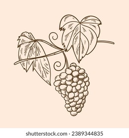 Grape sketch. hand drawn grape outline illustration. Grape vector drawing. Grapes isolated on background. vector illustration. line art drawing. Grapes leaf on branches.