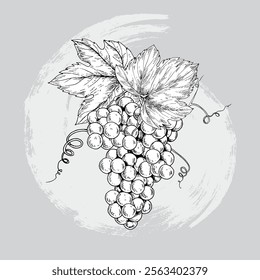 grape sketch hand drawn vector illustratio