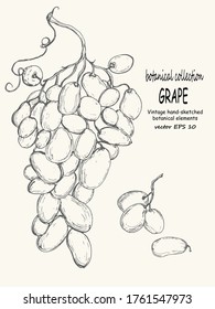 Grape sketch vector illustration. Hand drawn design elements.