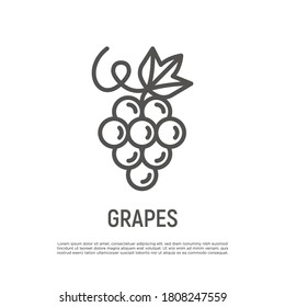 Grape thin line icon. Healthy organic food. Winemaking logo. Vector illustration.