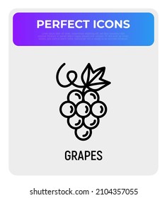 Grape thin line icon. Healthy organic food. Winemaking logo. Vector illustration.