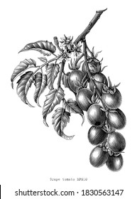 Grape tomato branch vintage engraving illustration black and white clip art isolated on white background
