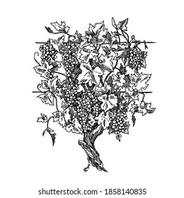 Grape tree with berries and leaves. Sketch. Engraving style. Vector illustration.