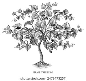 Grape tree illustration vintage engraving style black and white clip art