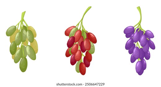 Grape twig. Cartoon set of ripe purple, red, green grape branch. Bunch of fresh natural vineyard berries. Vector set of food grape, fruit and leaf illustration. Isolated on white background.