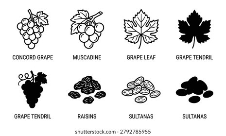 Grape varieties vector include leaves bunch of grapes sultanas and raisins in black and white line art drawing for packaging or design