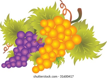 Grape vector