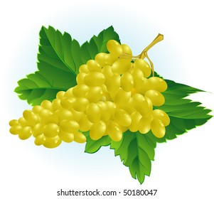 Grape. Vector.