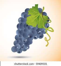 Grape vector