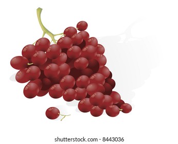 Grape. Vector.