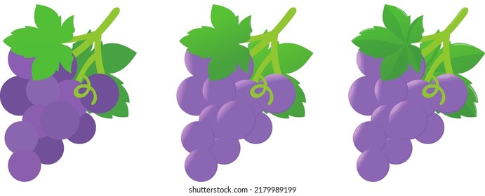 Grape vector design for creator