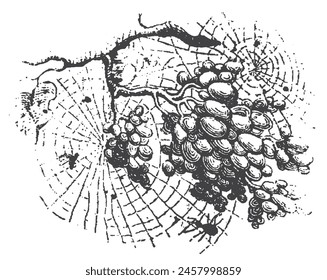 Grape vector drawing. Hand drawn fruit illustration. Grape fruit branch botanical vintage engraving illustration isolated on white background. Spiderweb on the plant. botanical vintage engraving