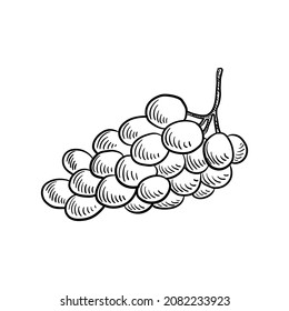grape, vector drawing sketch of berry isolated at white background,hand drawn illustration