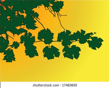  Grape vector floral background.See similar pictures in my portfolio.