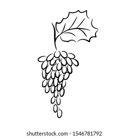 Grape vector freehand pencil drawn sketch. Illustration of grapes bunch on branch with leaf