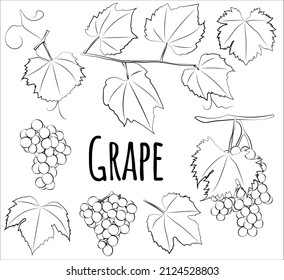 Grape vector freehand pencil drawn sketch. Illustration of grapes bunch on branch with leaves. Vector graphics