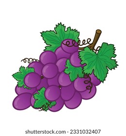 Grape. grape vector. grapes vector icon cartoon. fresh grapes. fresh purple grape with leaf