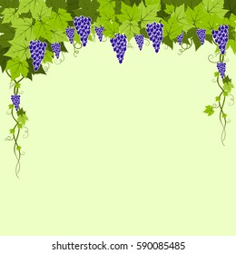 Grape vector with green background