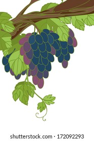 Grape. Vector illustration.