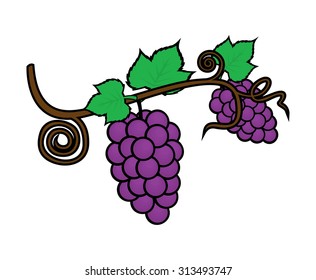 grape vector illustration