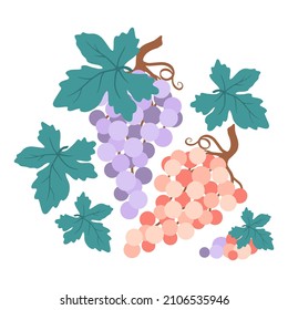 Grape vector illustration. Grapes, berries and leaves in cartoon style. Set of grape pink and purple illustration. Bunch of grapes. Isolated on white background. Wine grapes bunch vector icon set.