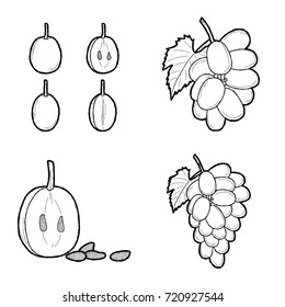 Grape Vector Illustration Hand Drawn Fruit Cartoon Art