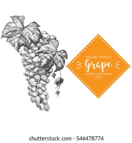Grape vector illustration. Hand-drawn design element. A fruit drawn in vintage style