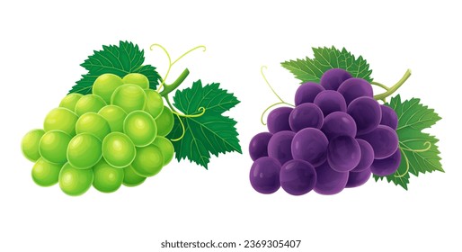 Grape vector illustration isolated on white background.