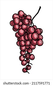 Grape - vector illustration on white