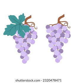 Grape vector illustration. Set of different varieties of grapes, leaves in cartoon style. Collection of purple grape illustration. Bunch grapes and leaves. Wine grapes bunch vector icon set.