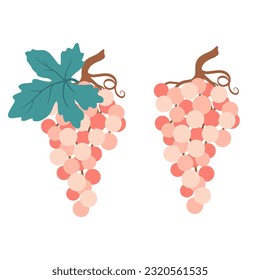 Grape vector illustration. Set of different varieties of grapes, leaves in cartoon style. Collection of pink grape illustration. Bunch grapes and leaves. Wine grapes bunch vector icon set.