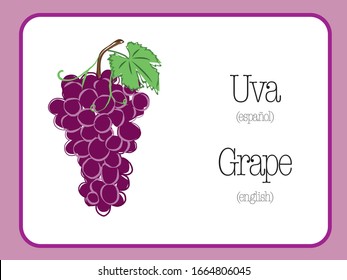 Grape vector illustration. Uva - grape design. 