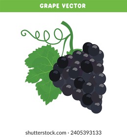 Conjunto de vectores de uva. Pinza de uva negra. Fruta orgánica. Agricultura. Festival de la cosecha. Vector plano aislado sobre fondo blanco.