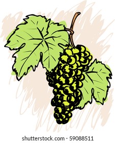 Grape  Vector sketch 