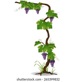 grape vine