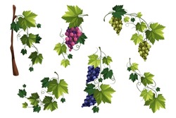 Grape Vine Or Grape Branch Decorative Elements, Vector Set. Isolated Hanging Grape Twigs With Green And Purple Berries. Framing Or Decor For Banner Design. Realistic Vines, Ornament Or Decoration.