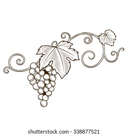 Grape vine branches ornament vector illustration. Engraving style. Brown color