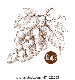 Grape vine branches ornament vector illustration. Engraving style. handmade