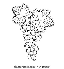 Grape vine with bunch of grapes. Hand drawn vector illustration (silhouette sketch). 