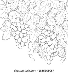 Grape vine with bunches of grapes vector illustration