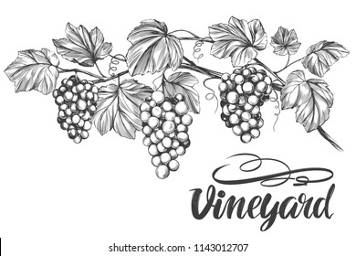 grape vine, grape, calligraphy text hand drawn vector illustration realistic sketch