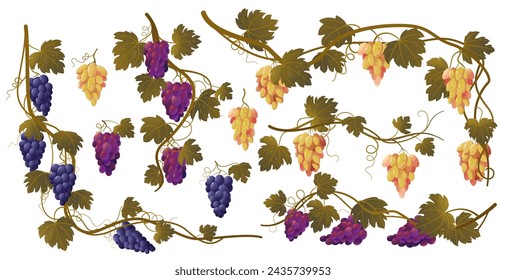 Grape vine. Cartoon grape bunches and leaves, organic natural wine ingredients, fresh fruit bunch for beverage production. Vector isolated set of fruit vine bunch leaf illustration