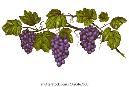 grape vine, grape, color hand drawn vector illustration realistic sketch