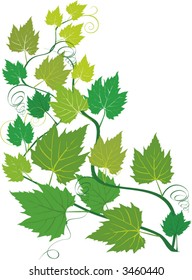 Grape Vine Design Element