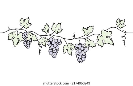 grape vine design element, bunch of blue grapes sketch, black outline vector illustration, harvesting season