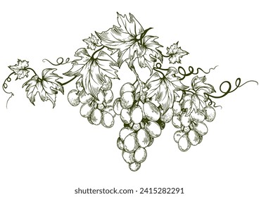 Grape vine design element. Hand drawn vector illustration.