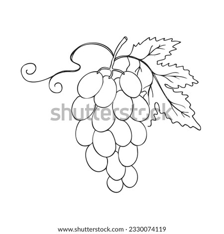 Grape vine drawing. Hand drawn vector illustration of grape plant and leaf on isolated white background for print, label, poster, brochure, template, banner, logo. Design element, ink imitation