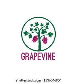 grape vine fruit plant inside circle vector logo design illustration template