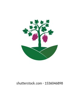 grape vine fruit plant in the middle of hill vector logo design illustration template